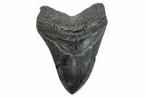 Serrated, Fossil Megalodon Tooth - South Carolina #236287-1